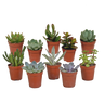 Vetplanten mix