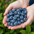 Blauwe bes Vaccinium corymbosum Goldtraube, kenmerkend blad