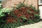 Cotoneaster horizontalis