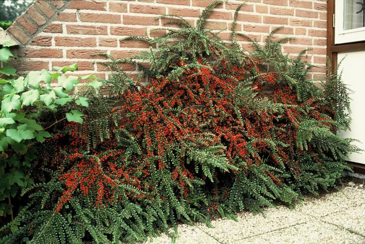Cotoneaster horizontalis