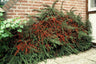 Cotoneaster horizontalis