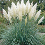 Cortaderia sell. Pumila - Dwergpampasgras - Met Pluim - Grijs - 6 Planten