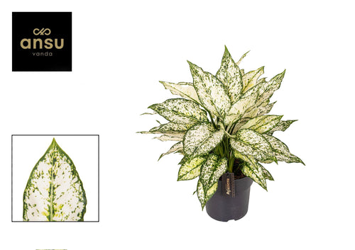 Aglaonema White Kiwi, plant in pot