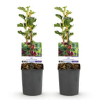 Kruisbes, groeiwijze van de plant