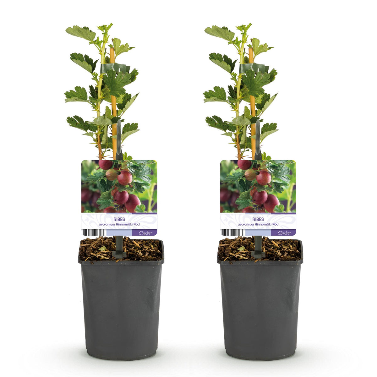 Kruisbes, groeiwijze van de plant