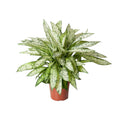 Productfoto van Dieffenbachia Vesuvius