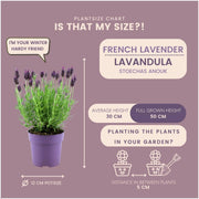 Franse lavendel Anouk, set van 6 planten