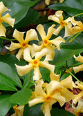 Productfoto van Trachelospermum 'Star of Toscana' - Toscaanse Jasmijn Geel