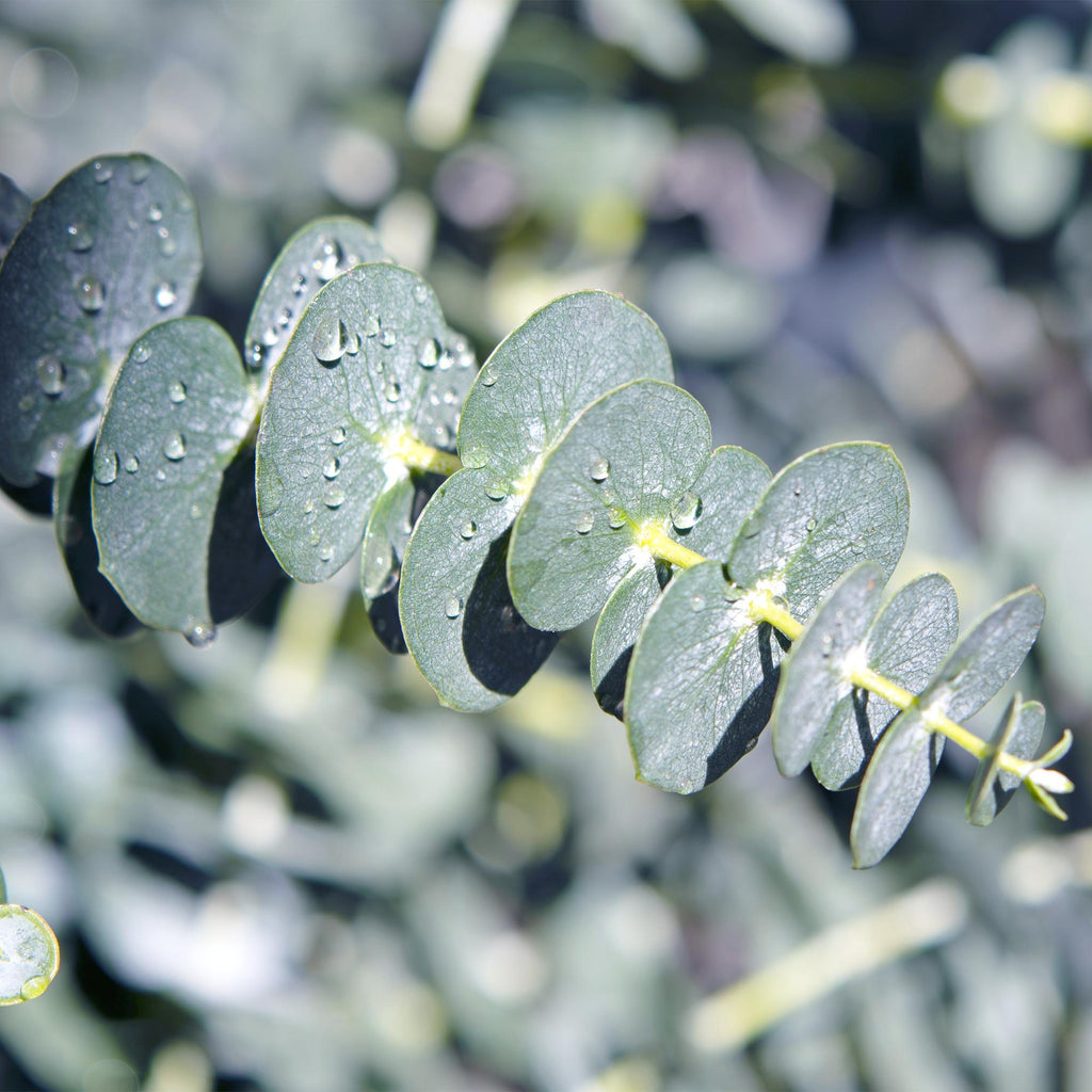 Eucalyptus gunnii, 40 cm hoog, groene bladeren