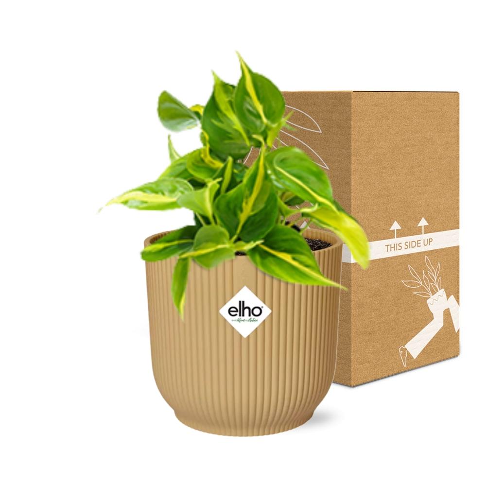 Detailfoto van Philodendron Scandens ‘Brasil’ in ELHO Vibes Fold 14cm geel