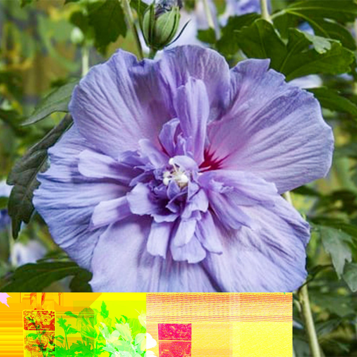 Hibiscus syriacus Blue Chiffon®, plant in pot