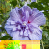 Hibiscus syriacus Blue Chiffon®