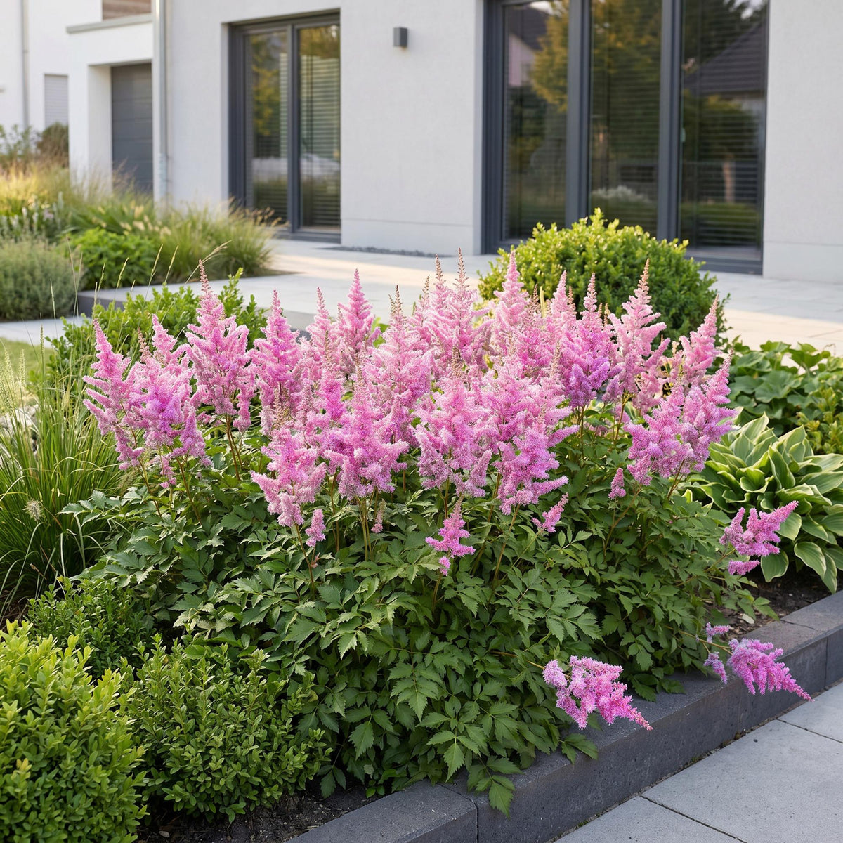 Pluimspirea chin. Pumila, sterke plant