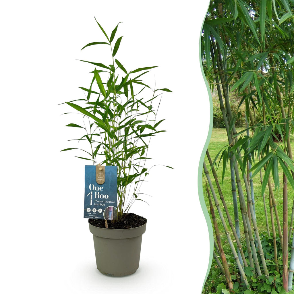 Fargesia Blue Dragon, niet-woekerende tuinbamboe, plant in pot