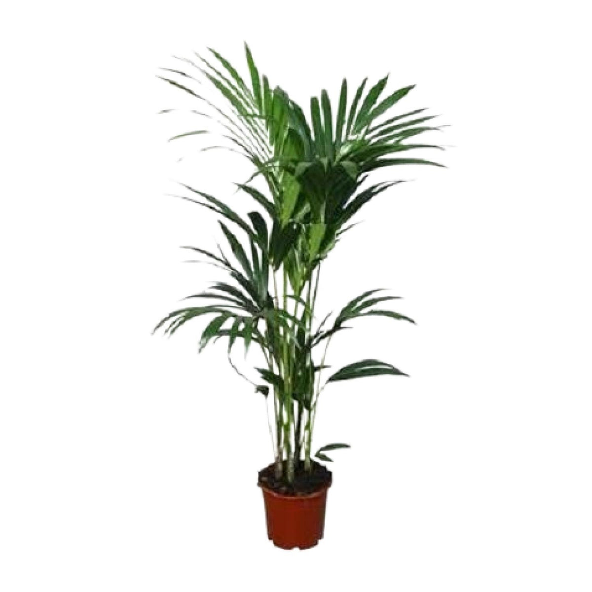 Productfoto van Howea forsteriana