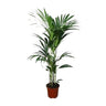 Howea forsteriana