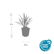 Liriope muscari &