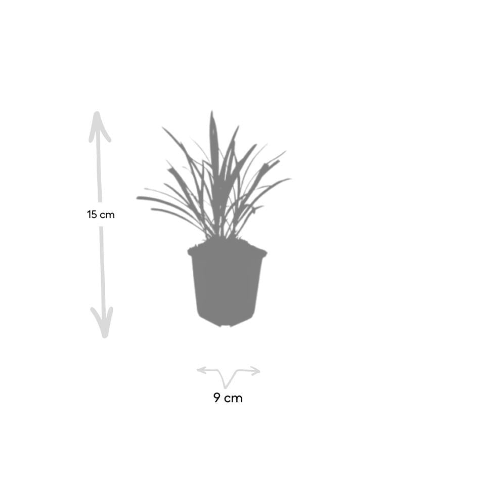 Liriope muscari 'Ingwersen', 15 cm hoog, groene bladeren