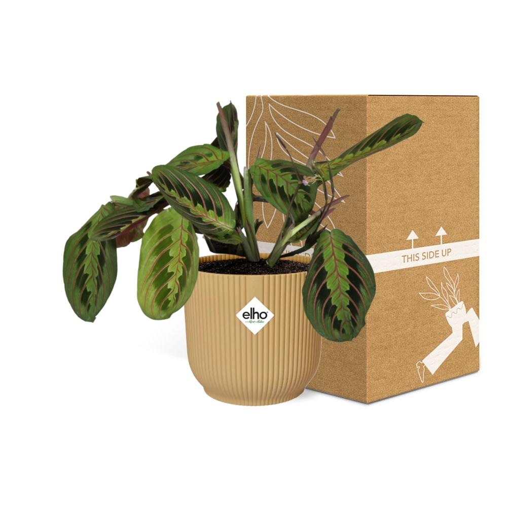 Detailfoto van Maranta 'Fascinator Tricolor' in Elho Vibes Fold 14 cm geel