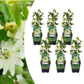 Witte passiebloem 'Constance Elliott', P9 pot, compacte plant in kweekpot