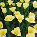 Tulpenbollen World Friendship – 20 Stuks Maat 11/12, plant in pot