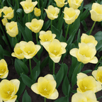 Tulpenbollen World Friendship – 20 Stuks Maat 11/12, plant in pot