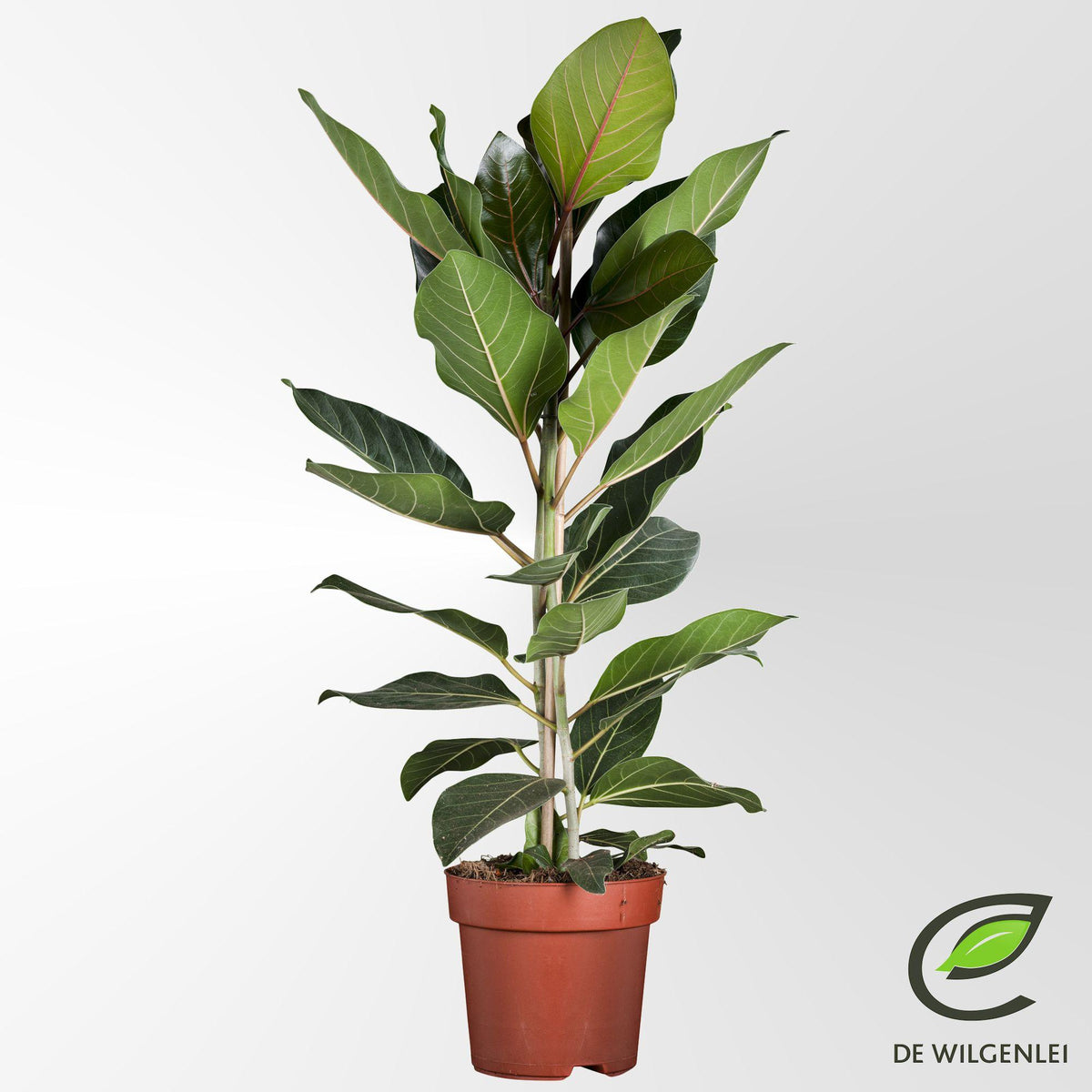 Productafbeelding van Pureplant