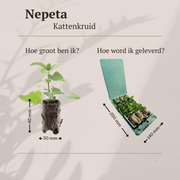 Kattenkruid Nepeta, aromatisch, zelf kweken, 6 pluggen
