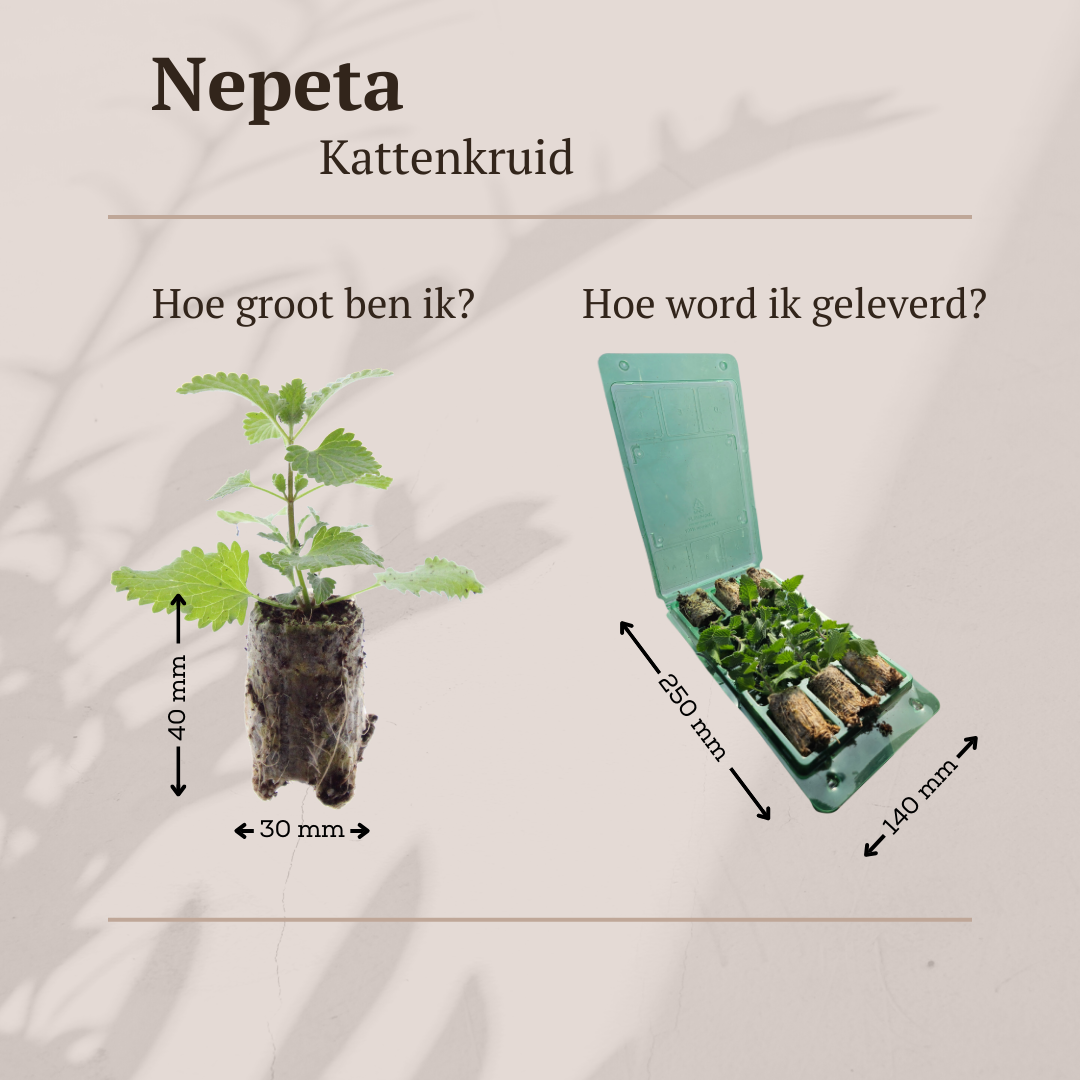 Kattenkruid Nepeta, aromatisch, zelf kweken, 6 pluggen, kenmerkend blad