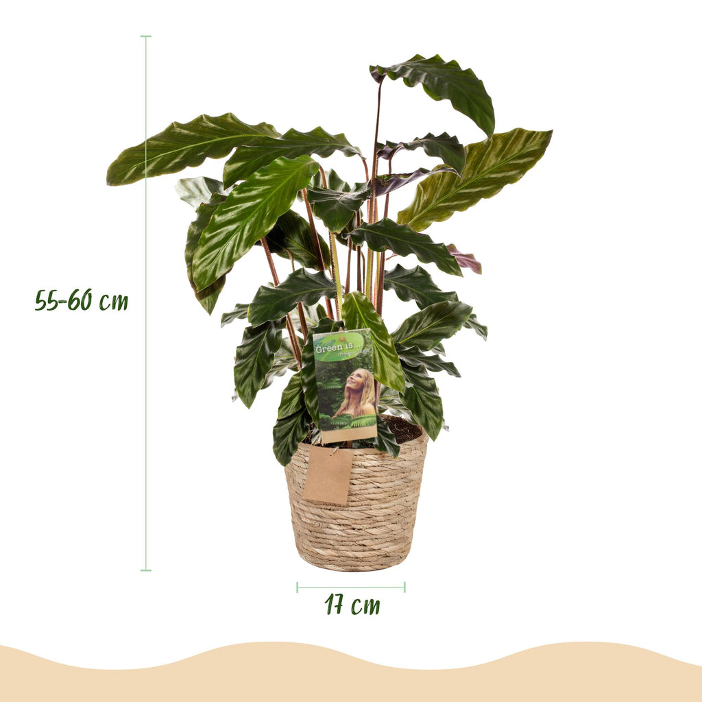 Calathea Rufibarba met mand, plant in pot