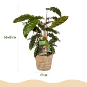 Calathea Rufibarba