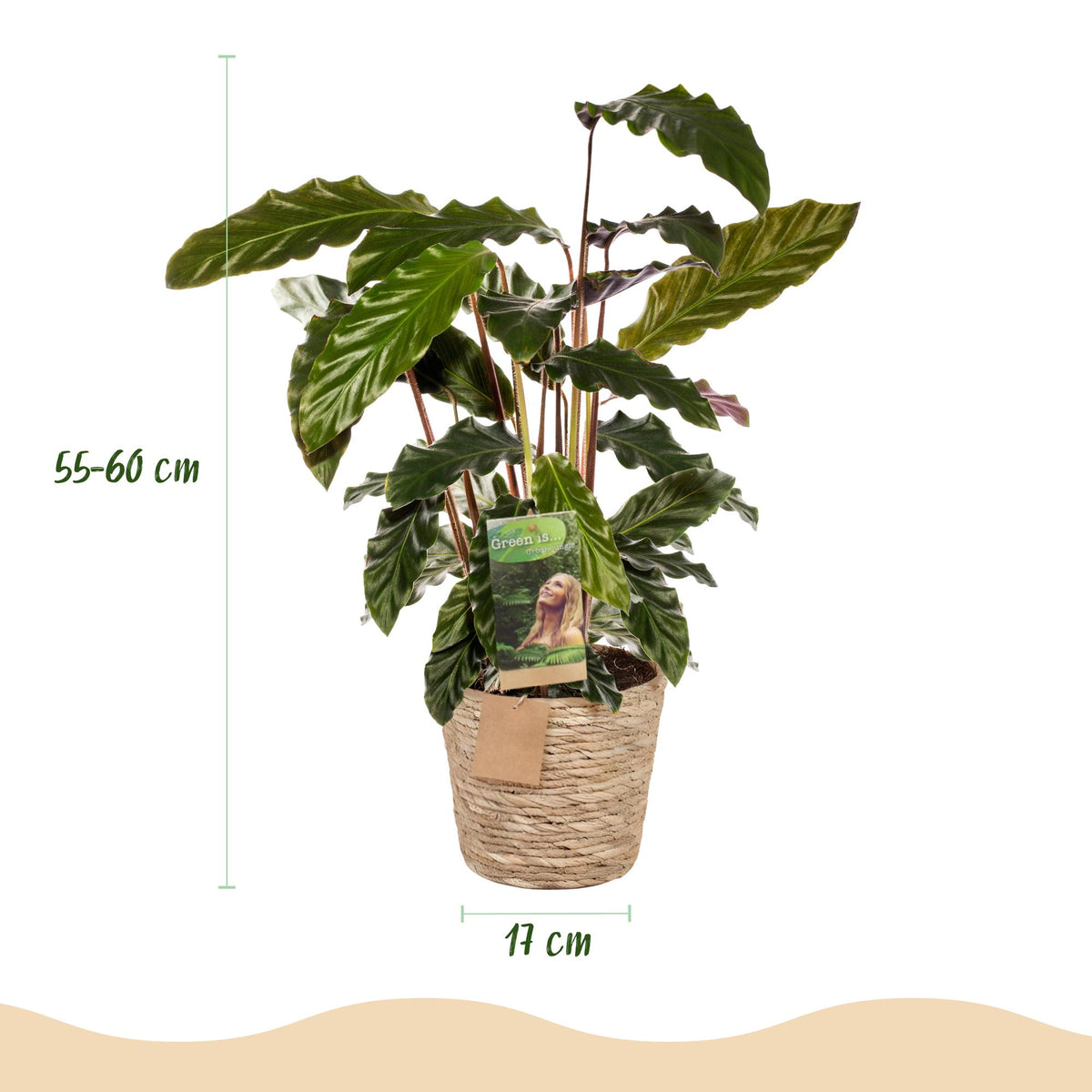 Calathea Rufibarba met mand, plant in pot