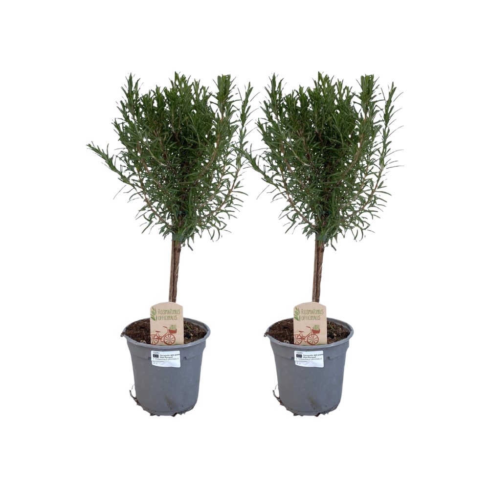 Rosmarinus Off. Stam - 2 stuks, plant in pot
