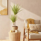 Dracaena Sunray met mand, plant in pot