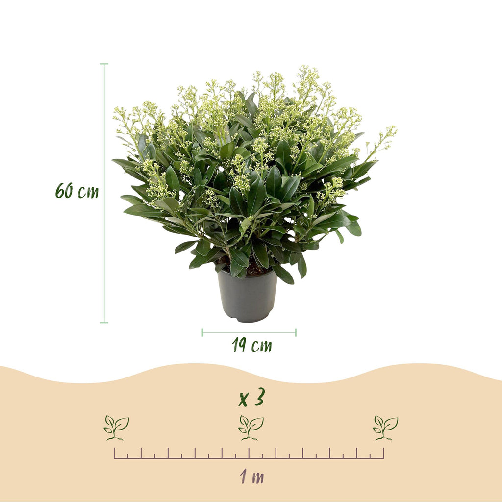 Skimmia japonica Finchy, 60 cm hoog, sierlijke plant