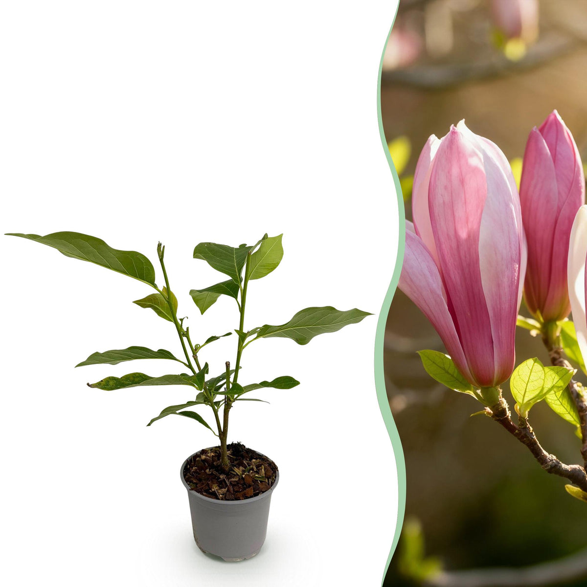Magnolia Ricki, detail van het blad