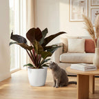 Philodendron Imperial Red - Rood met witte pot, kenmerkend blad