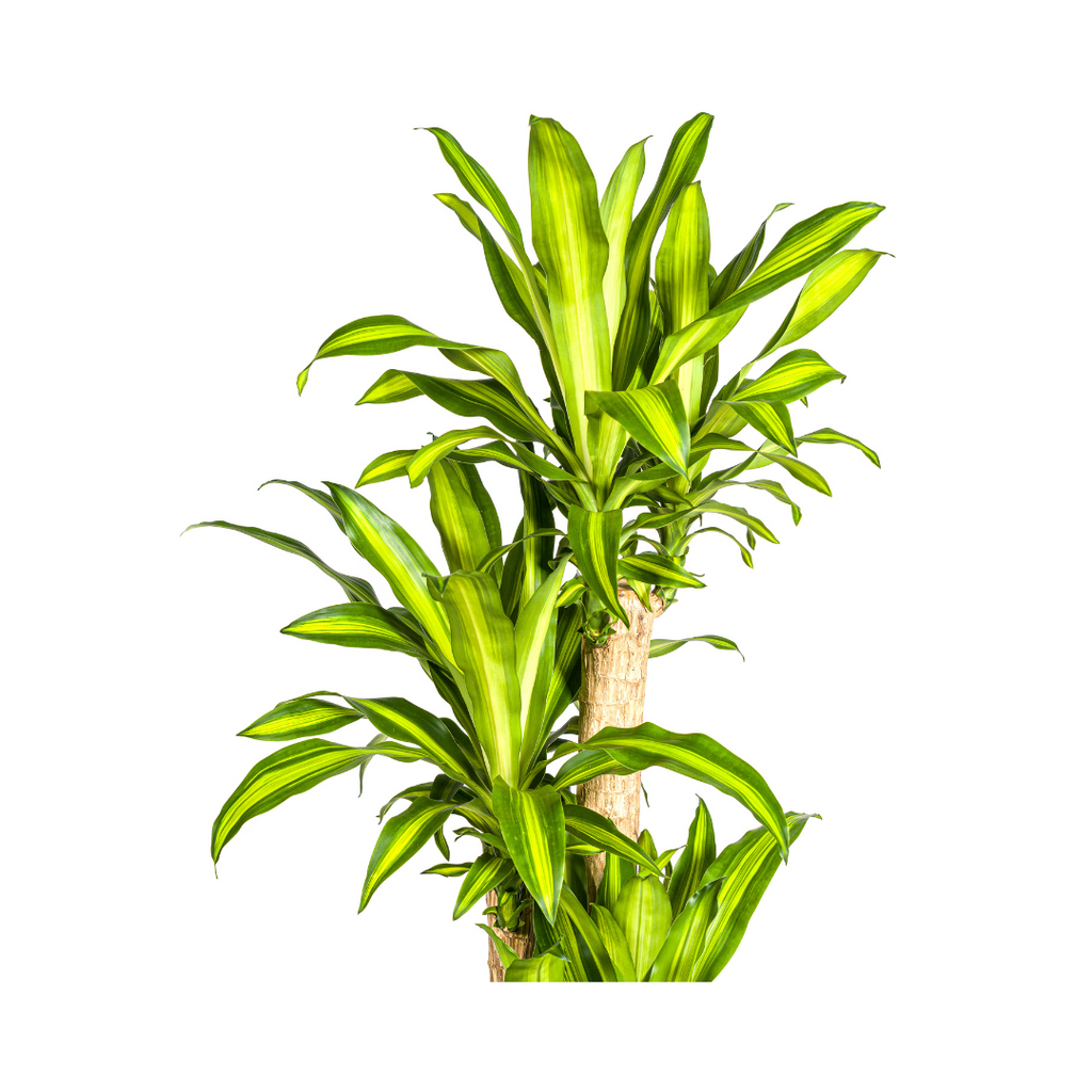 Dracaena Fragrans Massangeana, kenmerkend blad