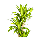 Dracaena Fragrans Massangeana, kenmerkend blad