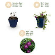 Vinca minor &