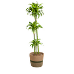 Dracaena Deremensis Dorado met mand, plant in pot