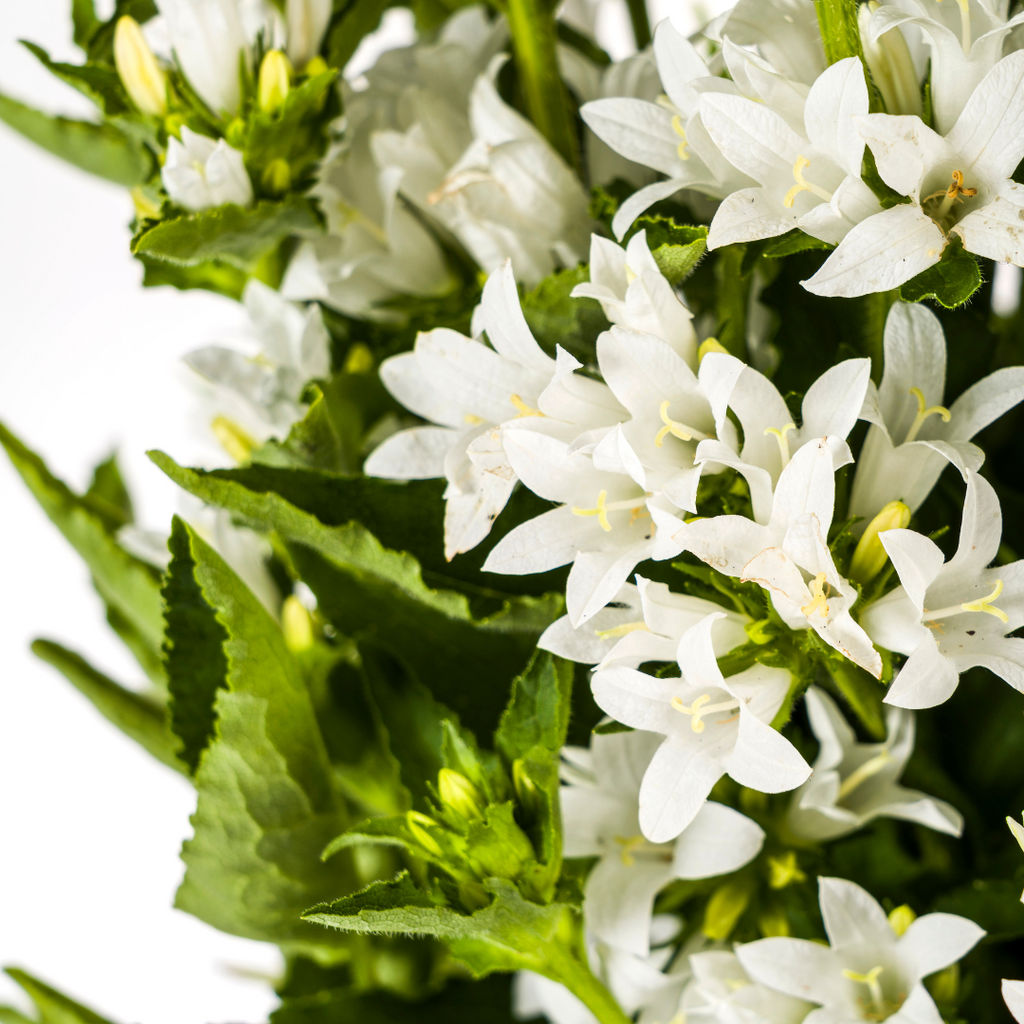 Campanula Glomerata Genti White, groene bladeren