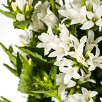 Campanula Glomerata Genti White, groene bladeren