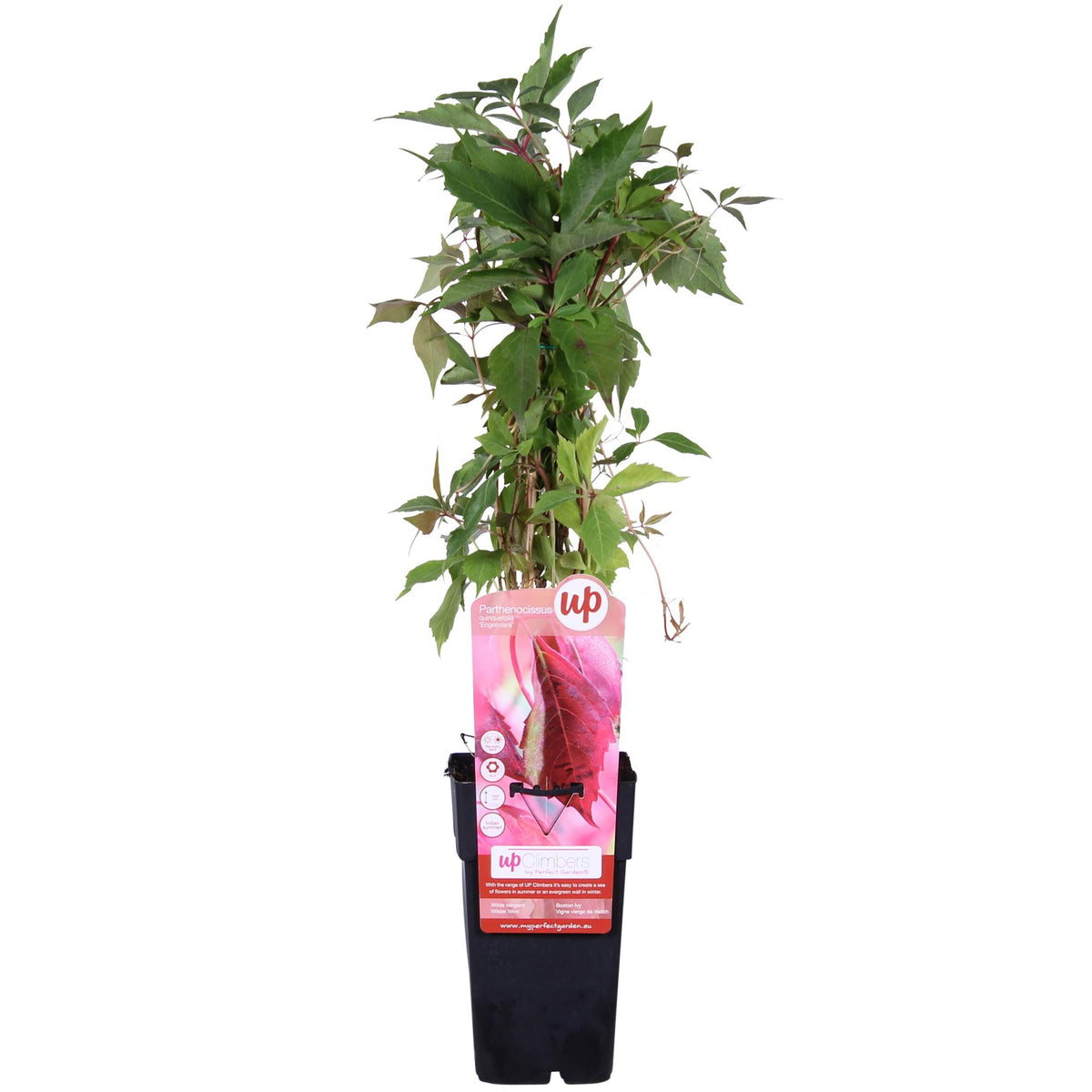 Productafbeelding van Pureplant
