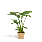 Strelitzia Nicolai, 90 cm hoog