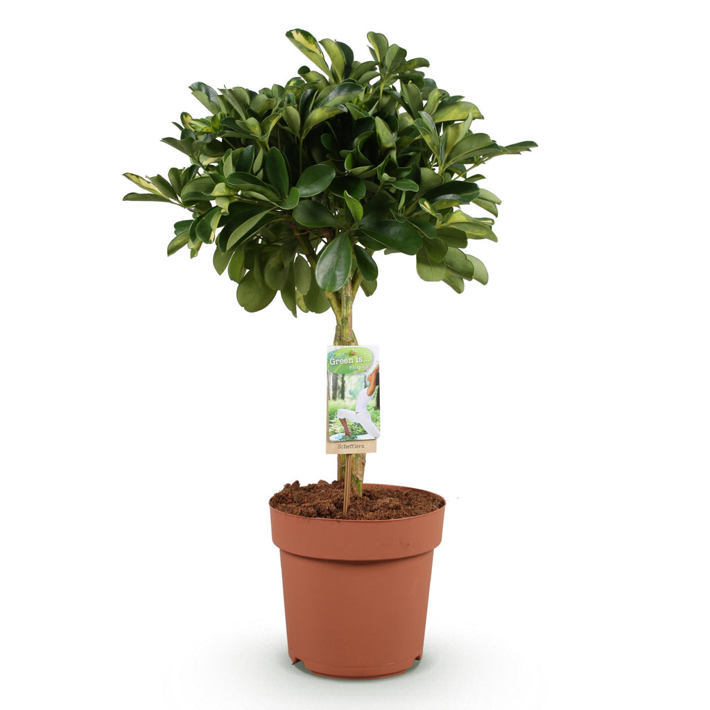 Schefflera Gold Capelle, kenmerkend blad