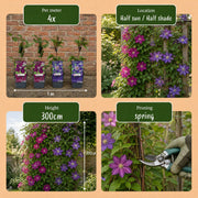 Clematis duo blauw en rood - bosrank - set van 4 - Ø9 cm