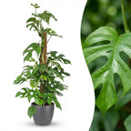 Mini Gatenplant - Monstera Minima Mosstok met grijze pot, detail van het blad