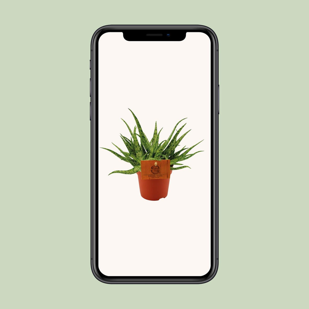 Detailfoto van Aloe Spider