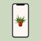 Detailfoto van Aloe Spider